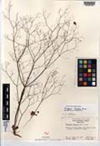 Eriogonum clavatum image