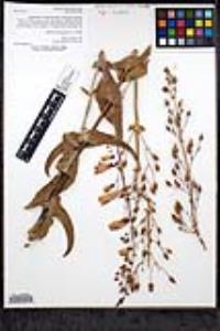 Penstemon spectabilis var. subinteger image