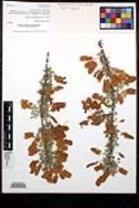 Senegalia greggii image