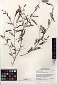 Marina capensis image
