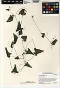Cyclanthera tamnoides image