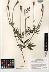 Tagetes lacera image