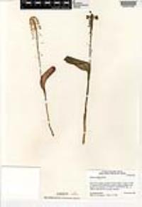 Malaxis unifolia image