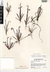 Sisyrinchium subcernuum image
