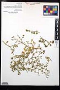 Fagonia pachyacantha image