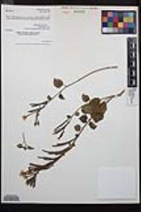 Chylismia cardiophylla subsp. cardiophylla image