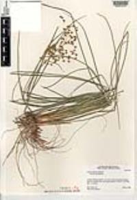 Juncus rugulosus image