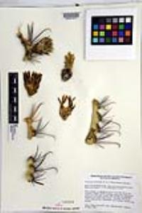 Ferocactus peninsulae image