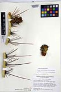 Ferocactus rectispinus image