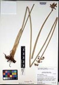 Schoenoplectus acutus image