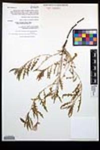 Oenothera californica subsp. avita image