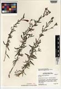 Epilobium canum image