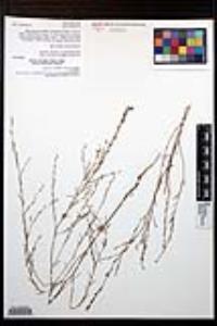 Gayophytum diffusum subsp. parviflorum image