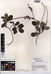 Pyrola picta image