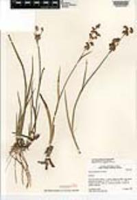 Juncus xiphioides image