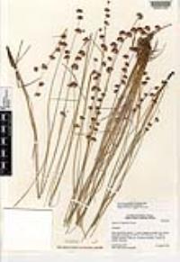 Juncus longistylis image