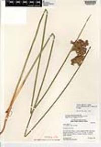 Juncus effusus subsp. austrocalifornicus image