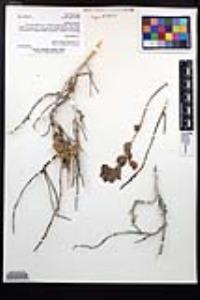 Viscainoa geniculata image