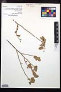 Viscainoa geniculata var. geniculata image