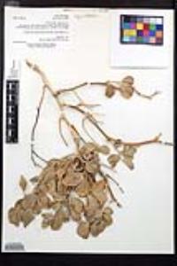 Viscainoa geniculata image