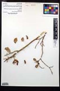 Viscainoa geniculata image