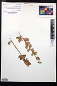 Viscainoa geniculata image