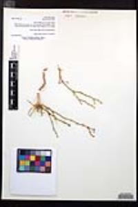 Fagonia pachyacantha image