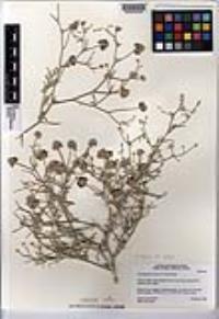 Psorothamnus emoryi var. emoryi image