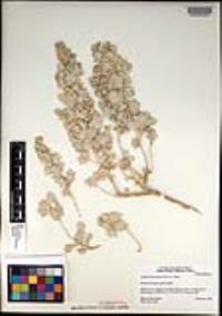 Atriplex hymenelytra image