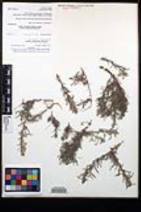 Johnstonella fastigiata image