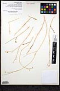 Bryantiella palmeri image