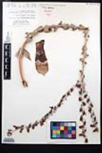 Dudleya pulverulenta image