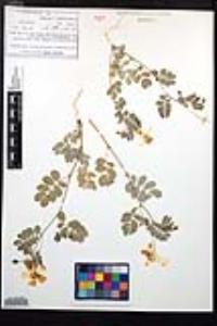 Kallstroemia peninsularis image