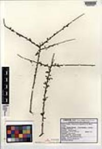 Tetracoccus capensis image