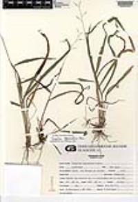 Paspalum squamulatum image