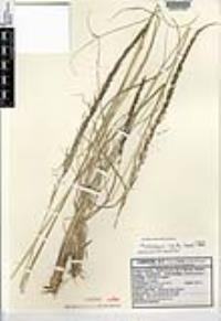 Muhlenbergia rigida image