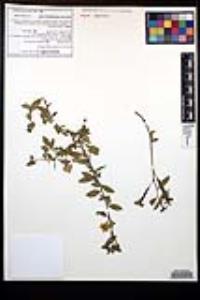 Ludwigia octovalvis image