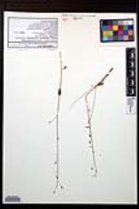 Lopezia clavata image