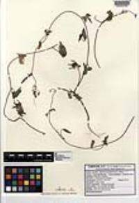 Ipomoea purpurea image