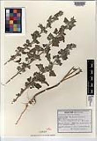 Chenopodium neomexicanum var. neomexicanum image