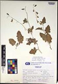 Lyrocarpa coulteri image