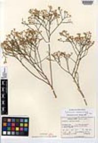 Gutierrezia ramulosa image