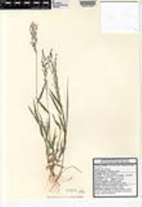 Panicum alatum var. alatum image