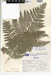 Pteridium aquilinum var. latiusculum image