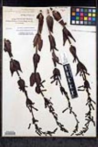 Penstemon centranthifolius image