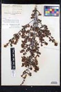 Ceanothus pauciflorus image