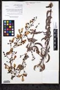 Penstemon spectabilis var. subinteger image