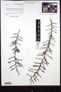 Condalia globosa image