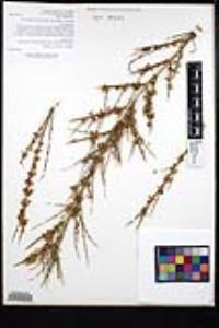 Adolphia californica image