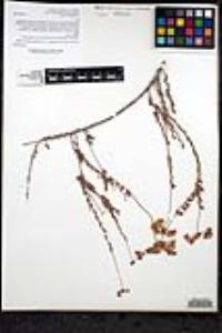 Eriogonum fasciculatum var. flavoviride image